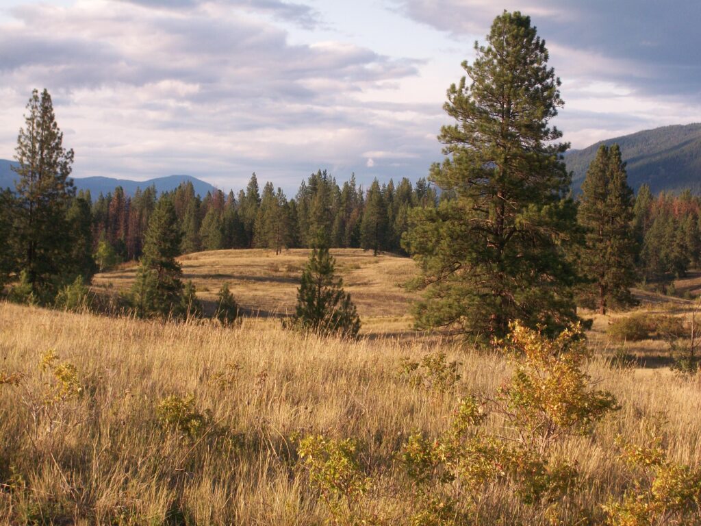 Pine Trees on the Range