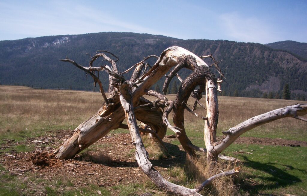 Bones of a Giant Pine Tree on the Range