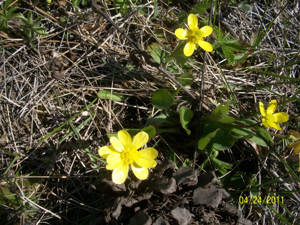 Buttercups on the Range